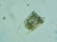 fig.07 �n�l�E�f�����V