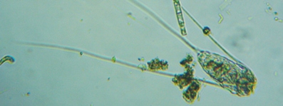 fig.08 �i�K�~�c�E�f�����V