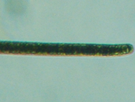 fig.09 �I�V���g���A�i�����j