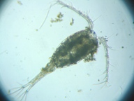 fig.01 �P���~�W���R