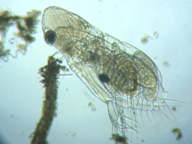 fig.02 �I�i�K�~�W���R�i���X���j