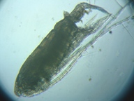 fig.03 �q�Q�i�K�P���~�W���R