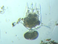 fig.05 �c�{�����V