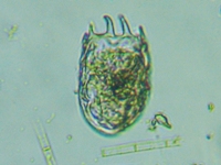 fig.06 �u�^�y�X�g�c�{�����V