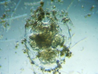 fig.07 �t�N�������V