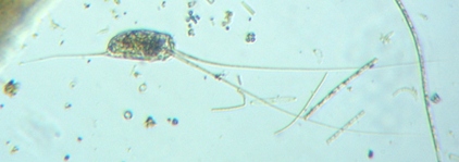 fig.08 �i�K�~�c�E�f�����V