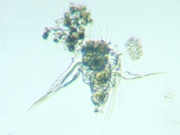 fig.09 �~�W���R�����V