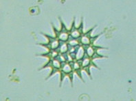 fig.10 �N���V���E���i�Α��j