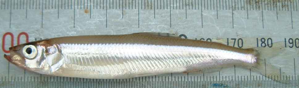 fig.01 �T�R�΂̃��J�T�M�i�S���W�X�����j