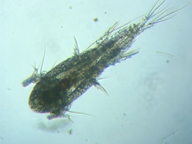 fig.01 �P���~�W���R�i�I�X�j