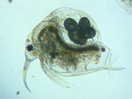 fig.02 �]�E�~�W���R