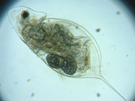 fig.04 �n���i�K�~�W���R�i�ۓ��j