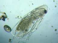 fig.06 �I�i�K�~�W���R