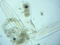 fig.07 �m���i�����j