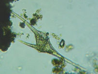 fig.09 �c�m�I�r���V��