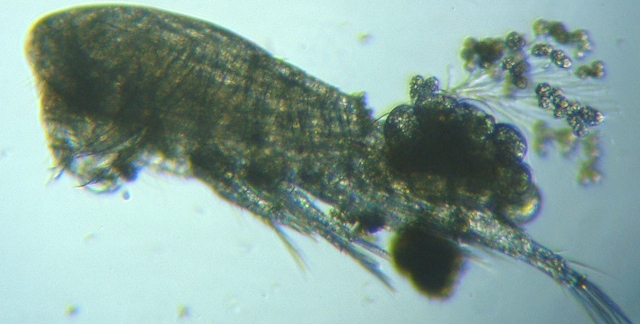 fig.01 �T�R�΂̃G�s�X�e�B���X��