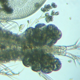 fig.02 �T�R�΂̃G�s�X�e�B���X��