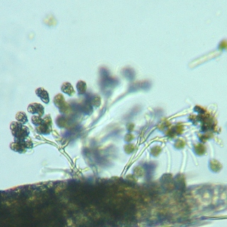 fig.03 �T�R�΂̃G�s�X�e�B���X��