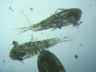 fig.01 �P���~�W���R�i�I�X�j