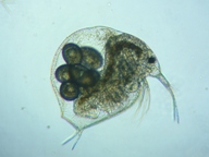 fig.02 �]�E�~�W���R