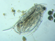 fig.04 �n���i�K�~�W���R�i�ۓ��j