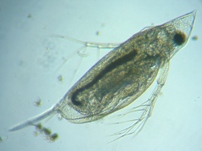 fig.05 �n���i�K�~�W���R�i�듪�j