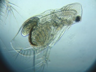 fig.06 �I�i�K�~�W���R