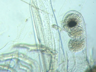 fig.07 �m���i�����j