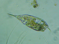 fig.08 �l�Y�~�����V