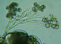 fig.11 �G�s�X�e�B���X��