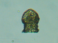 fig.12 �X�i�J�����V��