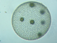 fig.13 �{���{�b�N�X