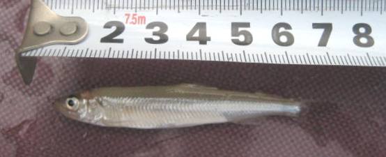 fig.01 ���v���̃��J�T�M�i�S���U�O�����j