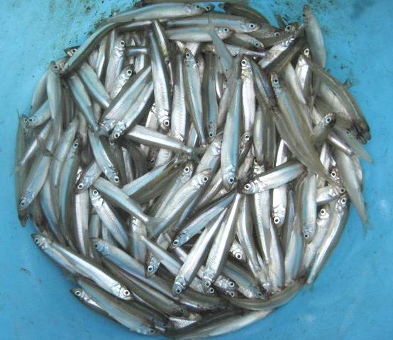 fig.02 ���v���̃��J�T�M
�ʓI�ɂ͑O�N����