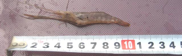 fig.01 ���v���̃e�i�K�G�r�i�̒��T�O�����j