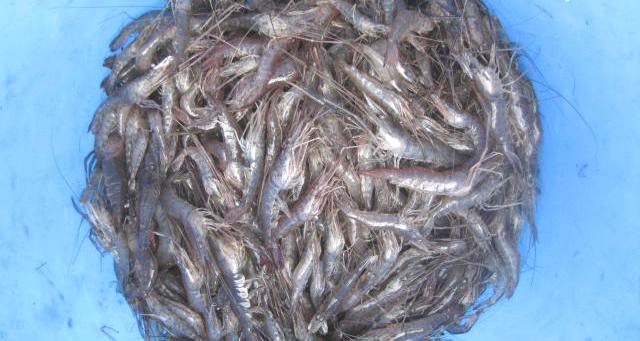 fig.02 ���v���̃e�i�K�G�r
�ʓI�ɂ͖L��