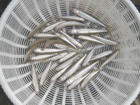 ��א���{�[�g��