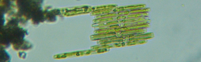 fig.01 ���v���̃N�T���P�C�\�E�i�k�j