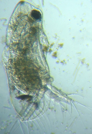 fig.01 ���v���̃I�i�K�~�W���R�i�I�X���j
Diaphanosoma (male ��)