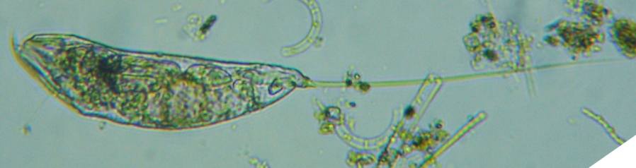 fig.01 ���v���̃c���i�K�l�Y�~�����V
Trichocerca cylindrica�iIMHOF,1891�j