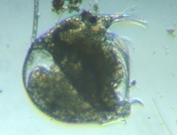 fig.01 �]�E�~�W���R