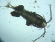 fig.02 �P���~�W���R