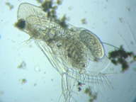 fig.04 �I�i�K�~�W���R