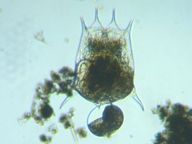 fig.05 �c�{�����V