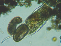 fig.06 �c�m�����V