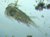 fig.01 �P���~�W���R