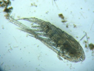 fig.02 �q�Q�i�K�P���~�W���R