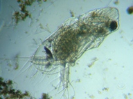 fig.04 �I�i�K�~�W���R�i�I�X���j