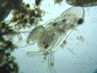 fig.05 �I�i�K�~�W���R�i���X���j