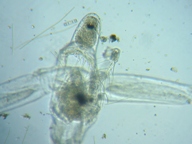 fig.06 �m���i�����j